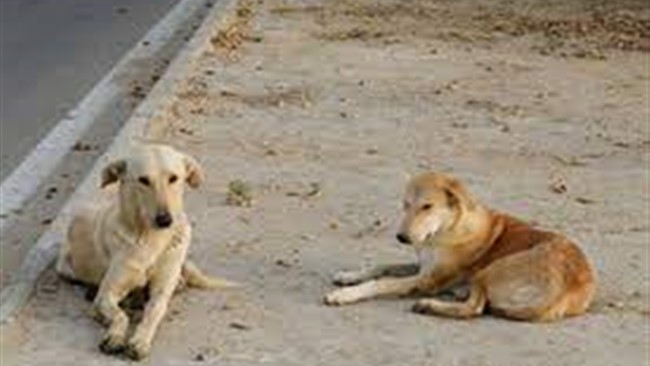 رئیس شبکه بهداشت و درمان شهرستان دماوند از حمله یک سگ ولگرد به دو کودک در دماوند خبر داد.