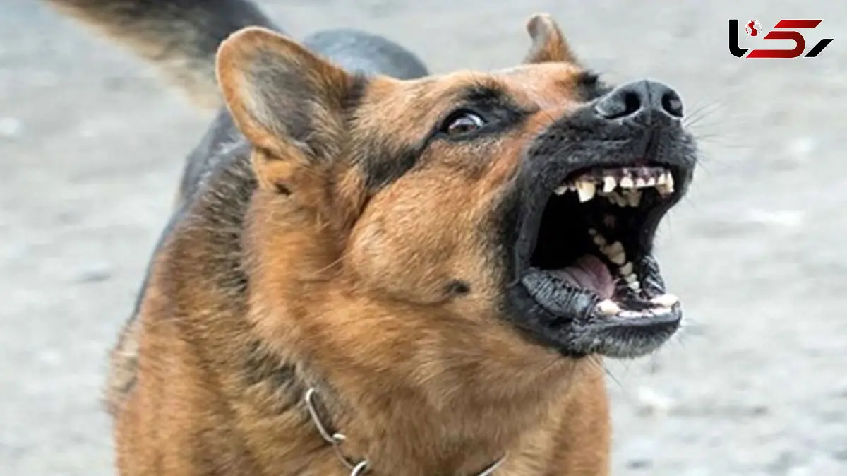 فیلم نجات معجزه‌آسا دختربچه از حمله سه سگ رهاشده در مسیر بازگشت از مدرسه